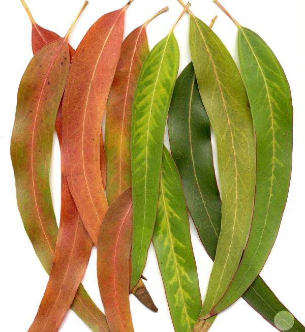 Eucalyptus Oil