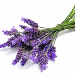 Lavender Oil