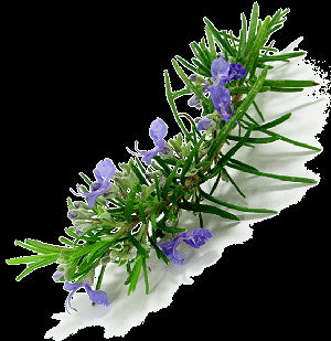 Rosemary Oil