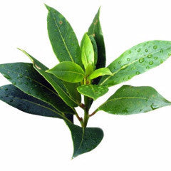 Tea Tree Oil